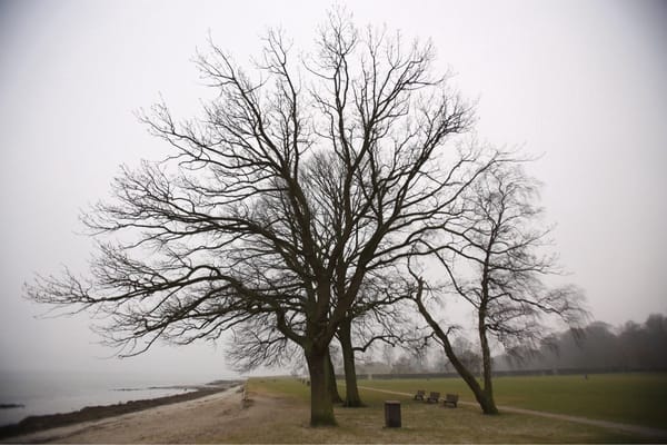 Charlottenlund Beach Park by null