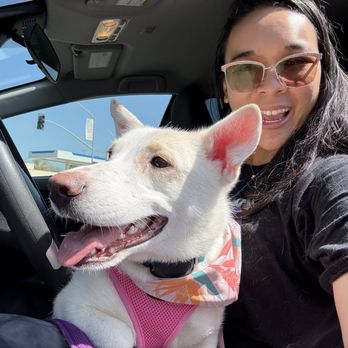 The Little Dog House - Pet Groomers Near Me - Goleta, California
