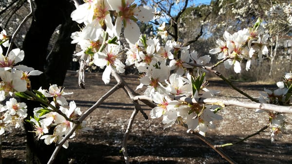 Parque de la Quinta de los Molinos by null