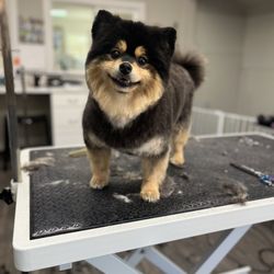 Sebastopol Paw Spa