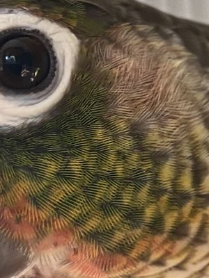 Canoga Discount Birds by null