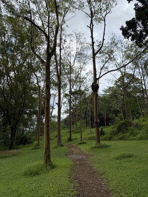 Keahua Arboretum by null