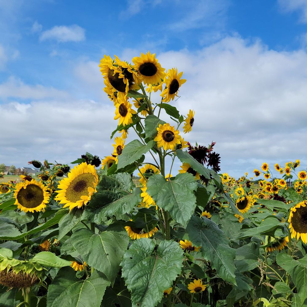 Sunflower Field East Long Island Best Flower Site