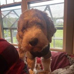 Urgent Vets for Pets - My boy Langston!