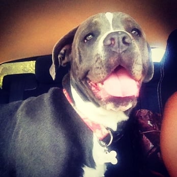 Pet Haven - AAA Pro Pet Groomers - Pet Groomers Near Me Pet Haven - AAA Pro Pet Groomers - Pet Groomers Near Me