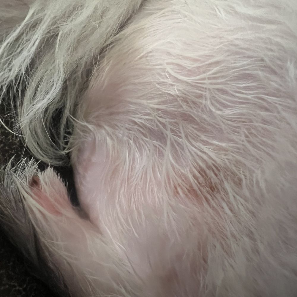Precious Pets Day Spa - Pet Groomers Near Me - Forney, Texas Precious Pets Day Spa - Pet Groomers Near Me - Forney, Texas