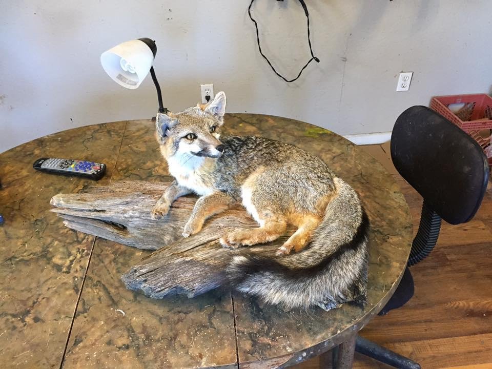 Jay Janca Taxidermy - taxidermy in La Grange, TX