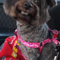 One Stop Pet Shop - Princess Leia all SMILES @ grooming
