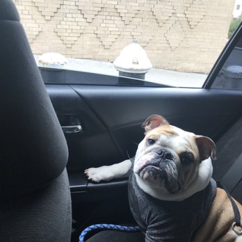Citibulldogs - Pet Services Near Me Citibulldogs - Pet Services Near Me