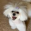 Dog Grooming By Mindi gift card