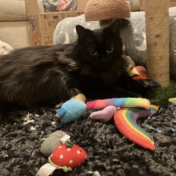Felinity Cat Care - Pet Groomers Near Me Felinity Cat Care - Pet Groomers Near Me
