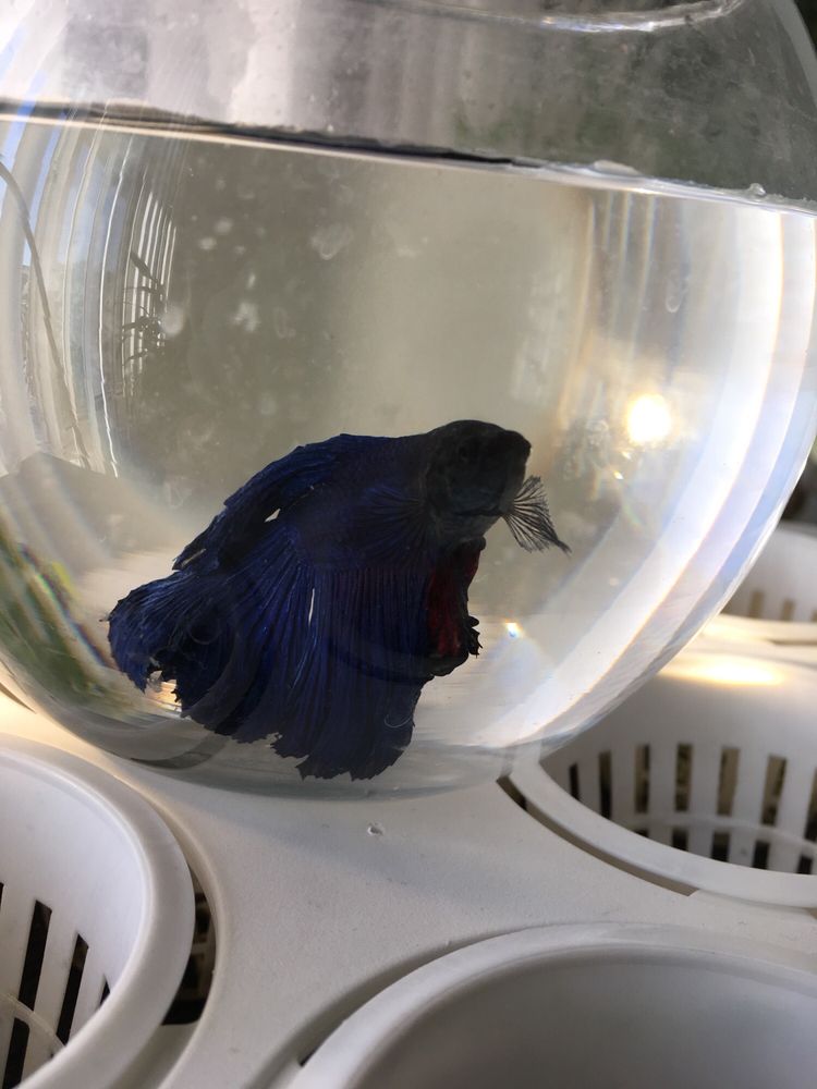 sunset pet and supplies