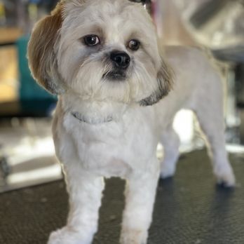 LA Dog Groomers - Pet Groomers Near Me LA Dog Groomers - Pet Groomers Near Me