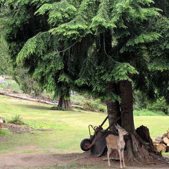 Lodge Near Mt Rainier - Deer on property - Hotels Near Me - Ashford, Washington