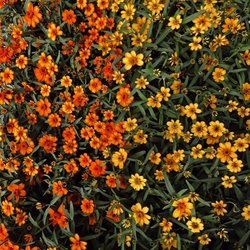 Heinz Nurseries - Make your yard pop with fall colors!