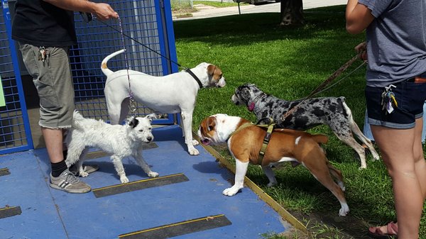 Detroit Dog Park by null