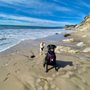 Photo of Proud Paws Dog Training
