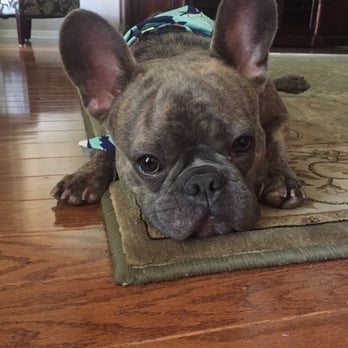 lucy's doggy daycare prices