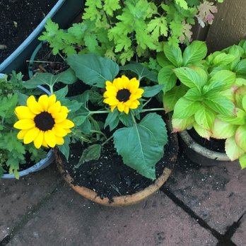 Simply Sushi Bar - group of sunflowers in pots - Japanese Near Me - Vancouver, British Columbia Simply Sushi Bar - group of sunflowers in pots - Japanese Near Me - Vancouver, British Columbia