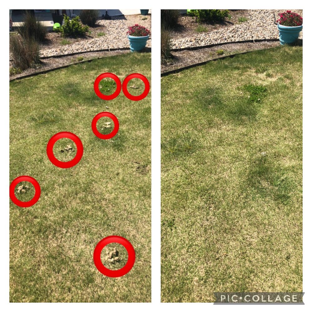 ONDEMAND POOPER SCOOPER Charlotte, North Carolina Pet Waste Removal Phone Number Yelp