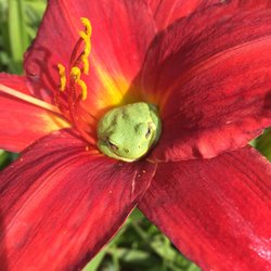 Nelson Nursery Inc-Garden Center - "Nature's Beauty"