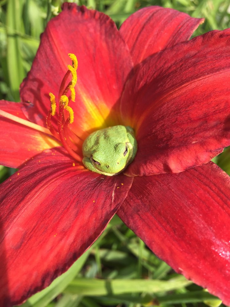 NELSON NURSERY INCGARDEN CENTER Updated August 2024 11 Photos