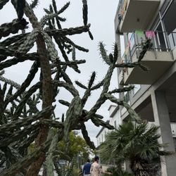 Nice plants!