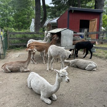 Harvard Alpaca Ranch - Attraction Farms Near Me - Harvard, Massachusetts Harvard Alpaca Ranch - Attraction Farms Near Me - Harvard, Massachusetts