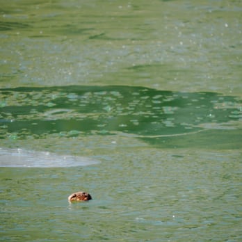 Spring Mountain Ranch State Park - floating rocks - Parks Near Me - Blue Diamond, Nevada