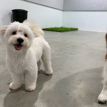 Dogdrop - Pet Sitting Near Me - Los Angeles, California