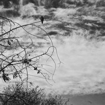 Riparian Preserve at Water Ranch - Parks Near Me - Gilbert, Arizona