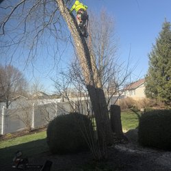 Pate’s Tree Service & Stump Grinding - John climbing the tree for removal.