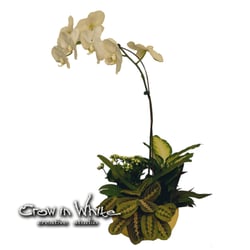 Crow In White creative studio - Mixed planter with Phalaenopsis Orchid