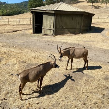 Safari West - Zoos Near Me - Santa Rosa, California Safari West - Zoos Near Me - Santa Rosa, California