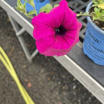 Third Day Market - This petunia was iridescent! - Home Decor Near Me - Jefferson, North Carolina Third Day Market - This petunia was iridescent! - Home Decor Near Me - Jefferson, North Carolina