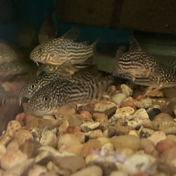 Aqua Concepts - Aquariums Near Me - Honolulu, Hawaii