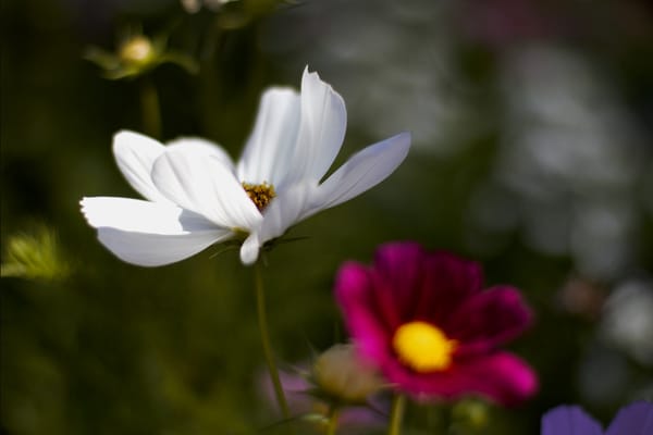 C & S Nursery by null