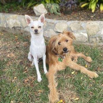 Bullies and Buddies - Our adoptive and rescue dog with Bullies and Buddies! - Animal Shelters Near Me Bullies and Buddies - Our adoptive and rescue dog with Bullies and Buddies! - Animal Shelters Near Me