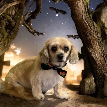 Sisters Groomery - Halloween 2024 - Pet Groomers Near Me - Sisters, Oregon