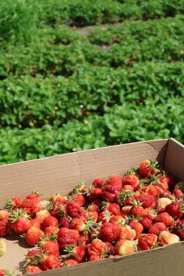 Swans Trail Farms by null