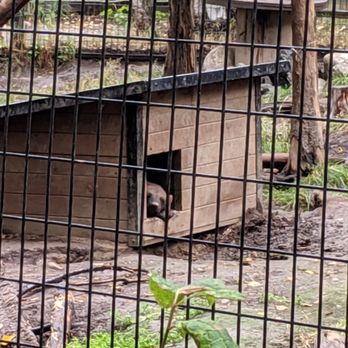 The Alaska Zoo - The wolverine was resting in her house out of the rain - Zoos Near Me - Anchorage, Alaska The Alaska Zoo - The wolverine was resting in her house out of the rain - Zoos Near Me - Anchorage, Alaska