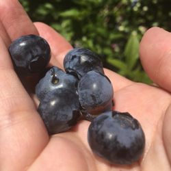 Blue Meadow Farm - Huge berries