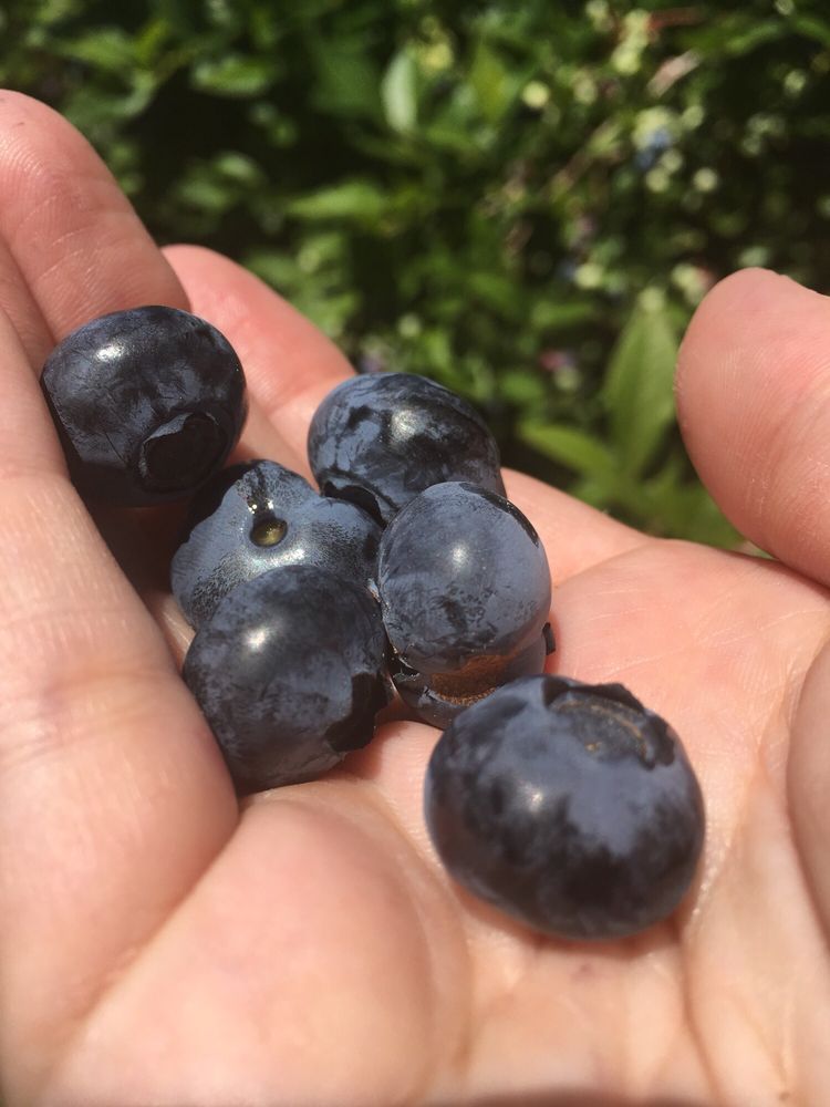 BLUE MEADOW FARM Updated July 2024 120 Nobscot Rd, Sudbury