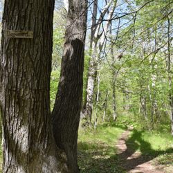Potter Wood