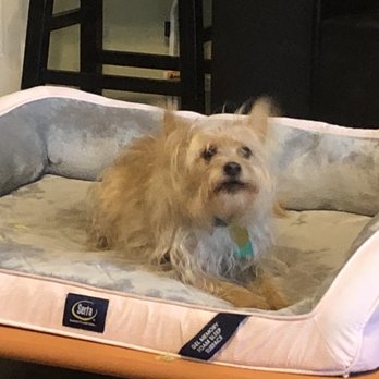 Liberty Dog Ranch - Scruffles - Pet Training Near Me - Dime Box, Texas