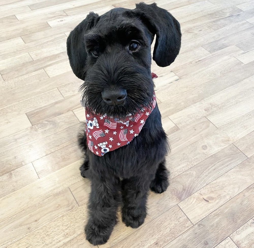 THE DOG HOUSE PET SALON Updated July 2024 102 Photos & 162 Reviews