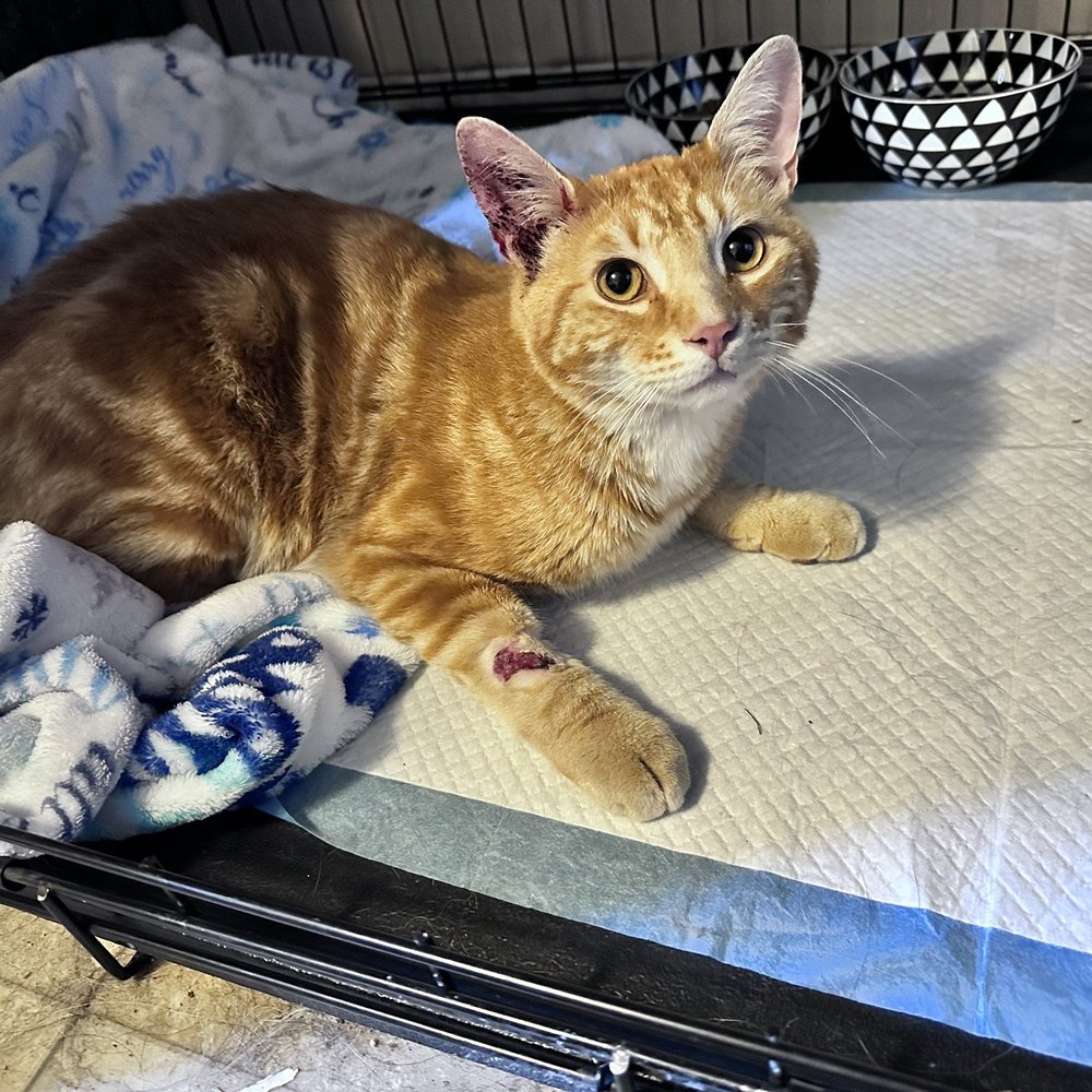 THE BEST 10 Veterinarians Trending near TONASKET, WA 98855 - Tonasket  Veterinary Service, Okanogan Valley Veterinary Clinic, Ark Animal Clinic -  Updated 2026 - Yelp, image size:1000x1000