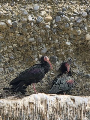 Alpenzoo Innsbruck - Tirol by null