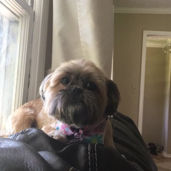 Pet Laundry - Belle's fresh cut - Pet Groomers Near Me - Lilburn, Georgia