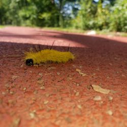 Weequahic Park - Caterpillar